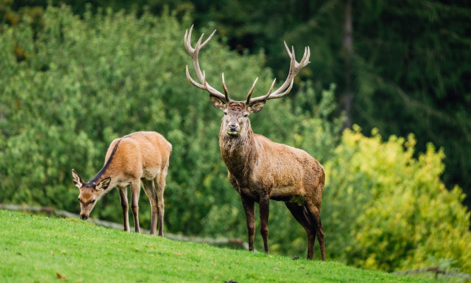 Non à la chasse du cerf durant la période de brame !