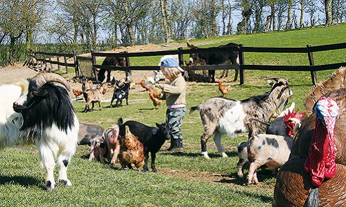 Que soit sévèrement punis les auteurs de cruauté envers les animaux