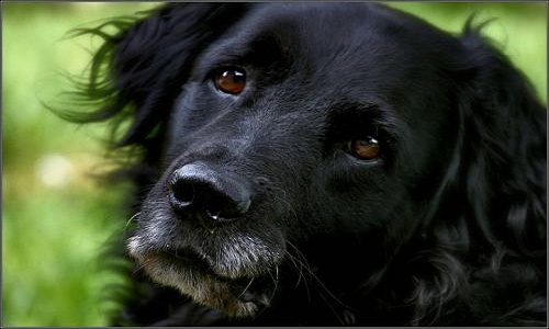 Que l'émission 30 millions d'amis puisse être diffusée sur TF1