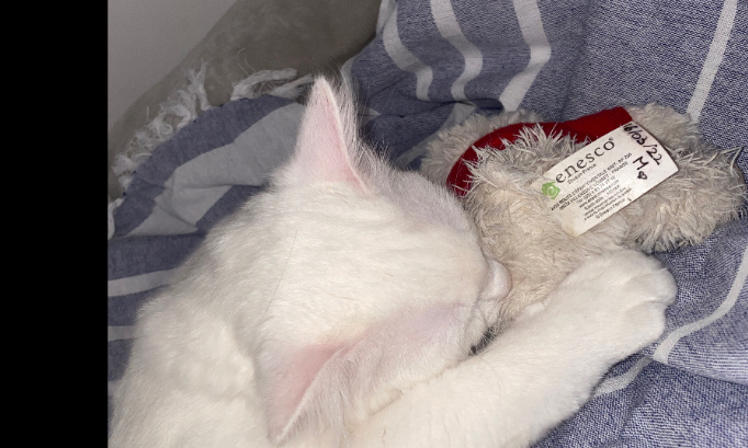 Aidez moi à obtenir la garde du petit chat Kalinka