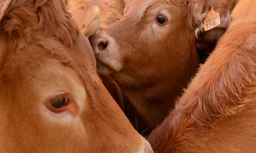 Nous demandons des caméras dans les abattoirs