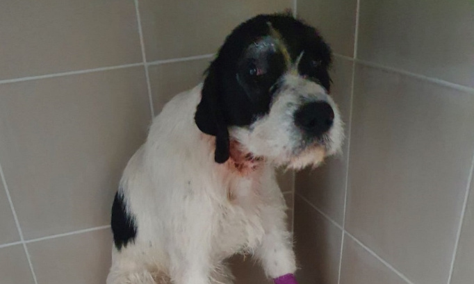 Une vraie justice pour le chiot frappé à coups de pioche !