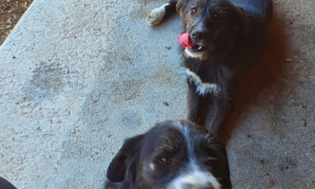 Justice pour le meurtre de mes 2 chiens !