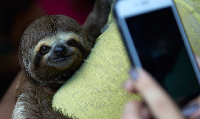 Maltraitance animale : Sauvons les paresseux !