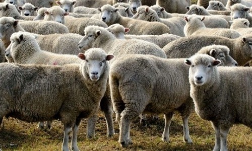 Non à l'abattage rituel hallal des moutons