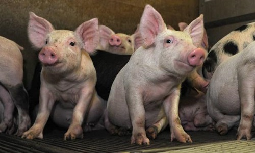 Non à l'extension de la porcherie-usine de St Symphorien en Gironde déjà en surcharge !