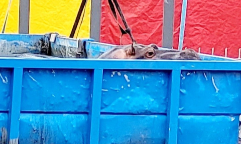 Cirque muller/zavatta toujours en exercice et jumbo toujours en danger