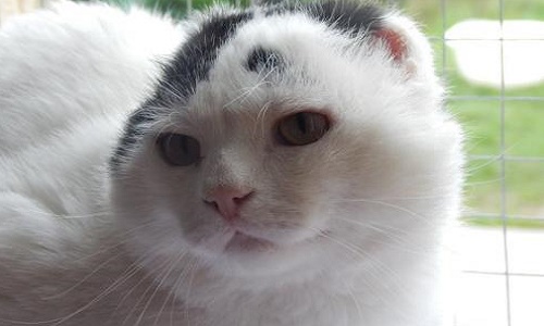 Pour l'adoption du chat Justin par Maman Claudie