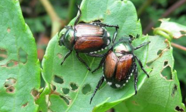Nous ne voulons plus d’insecticides dans les parcs de San Isidro !!