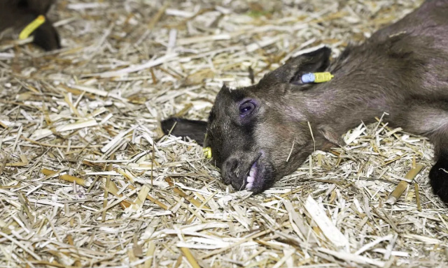 Sanctions pénales lourdes pour l'élevage de chèvres maltraitées en Saône et Loire !