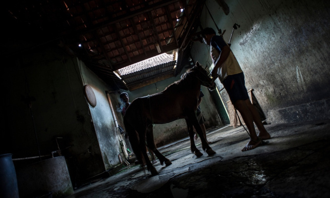 Non aux chevaux à l'abattoir !