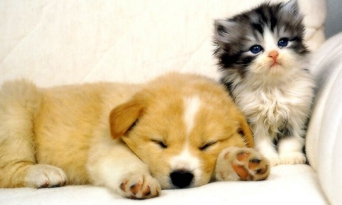 Ras le bol de la maltraitance aux animaux