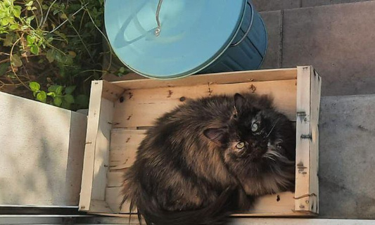 Stop à la cruauté animale : Justice pour Felindra !