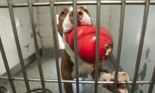 Pour la fin des tueries en fourrières des chiens de première catégorie