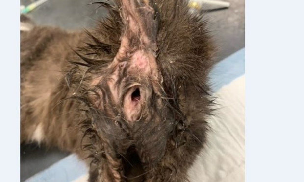 Actes de zoophilie et maltraitance envers des chats, que justice soit rendue !