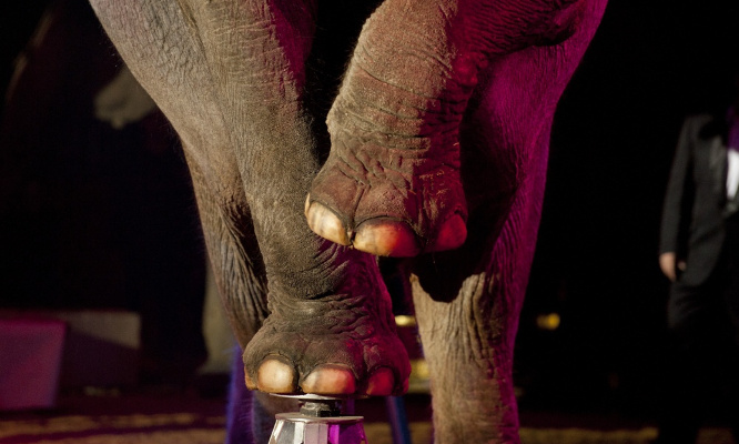 Pour l'interdiction des animaux dans les cirques.