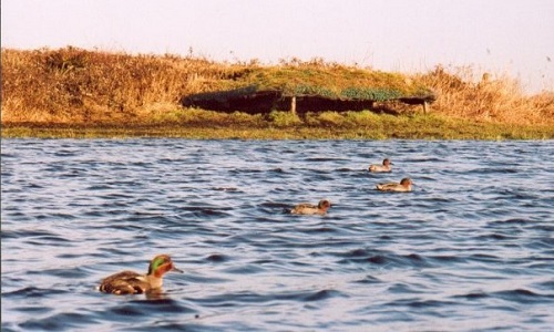 Fermeture de la chasse à la hutte
