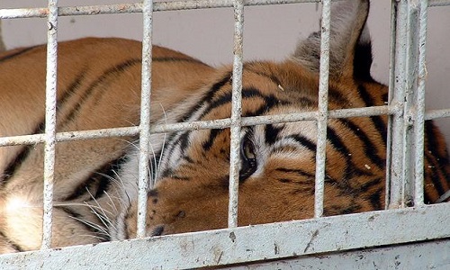 STOP aux cirques avec animaux à Saint Chamond et alentours