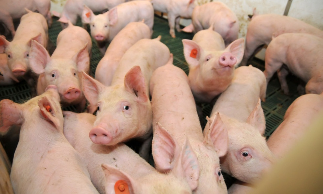 Non aux « porcheries immeubles » à Ezhou en Chine ou ailleurs pour toutes espèces !