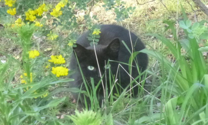 Il découpe le chat de sa voisine avec une cisaille : exigeons une condamnation !