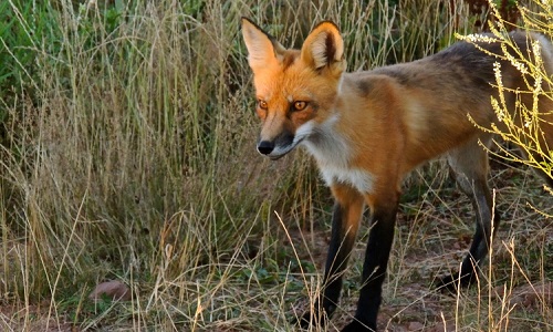 Contre les battues aux renards à Oye Plage et ailleurs !