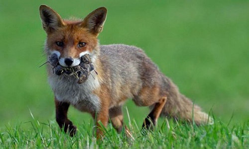 Arrêtons le massacre !