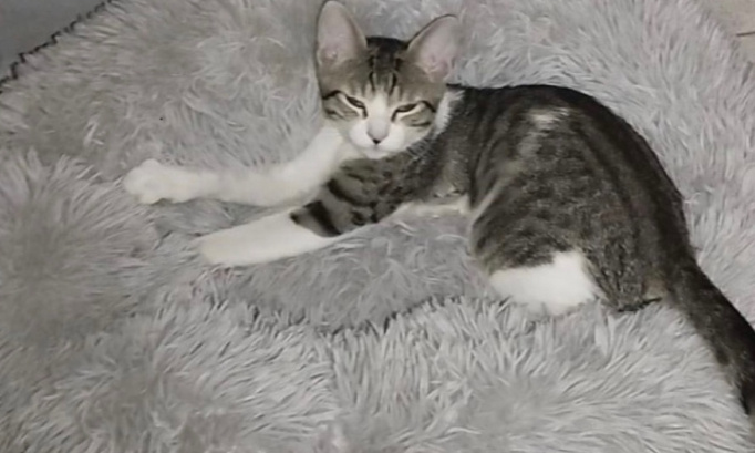 Justice pour ce petit chat : peine maximale pour son propriétaire.