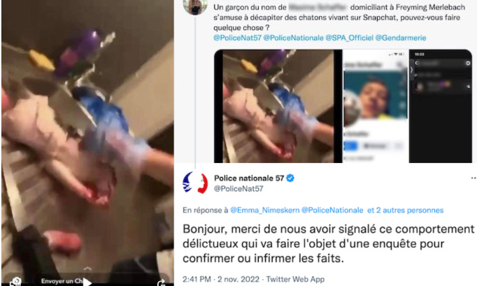 Justice pour le chaton filmé en train d’être dépecé par son tortionnaire