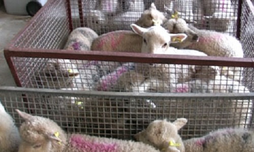 Pour que les caméras et l'étourdissement soient OBLIGATOIRES dans tous les abattoirs