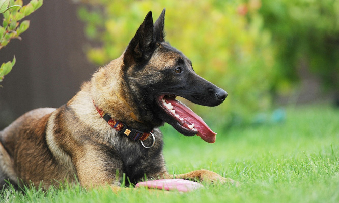 Pour que l'homme qui a tué son chien à coup de fusil soit condamné !