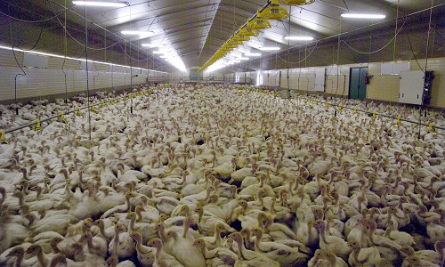 Non au projet de Poulailler à Sberchamps