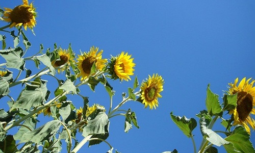 Pour l'interdiction des produits d'origine animale dans les produits pharmaceutiques et para-pharmaceutiques