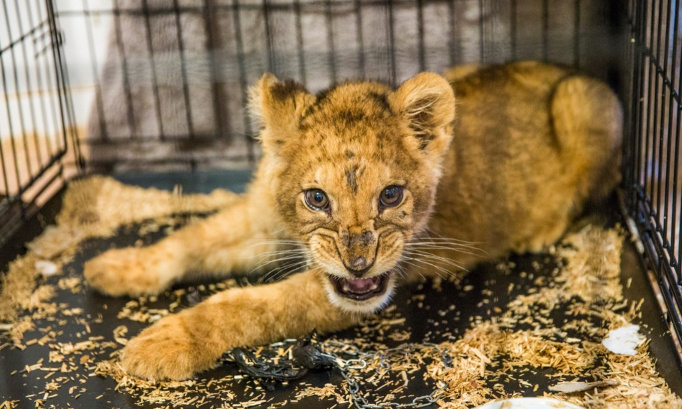 Une vraie justice pour l'homme qui détenait un lionceau dans son appartement !
