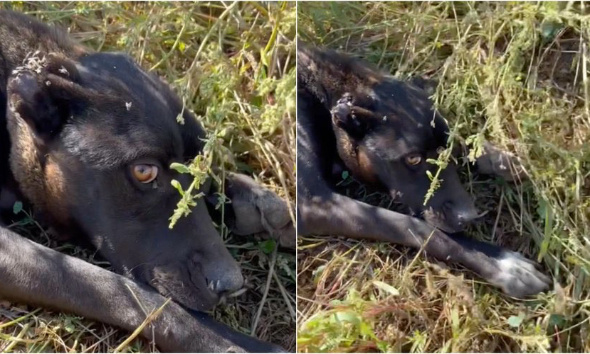 Justice pour Hope, lâchement abandonnée avec les oreilles tranchées