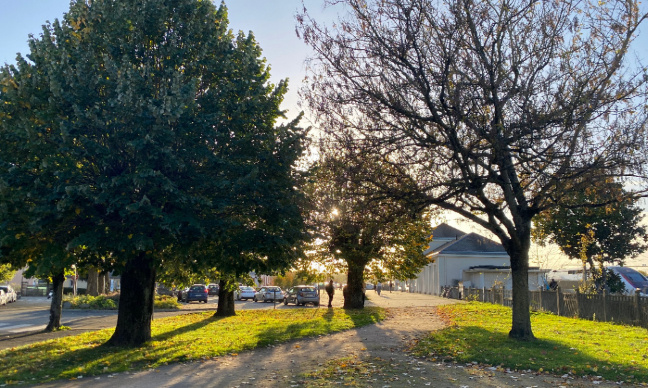 Stop au massacre des arbres et des sols au Pays Sabolien