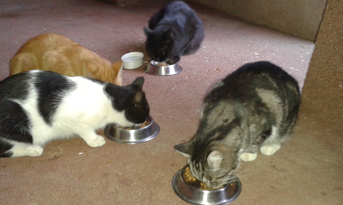 Mr le Maire réagissez, nos petits félins ont besoin d'aide !