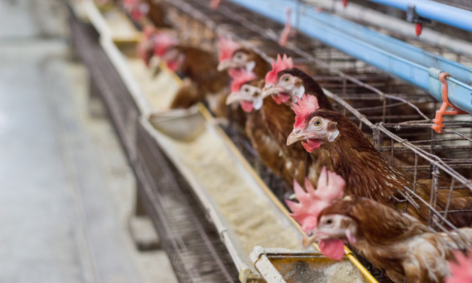 Non à l'élevage intensif ou industriel !