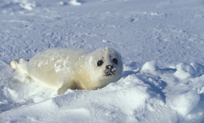 Sauvons les bébés phoques !