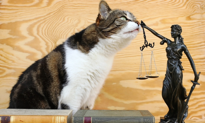 Pour la création d'un pôle Maltraitance Animale partout en France !