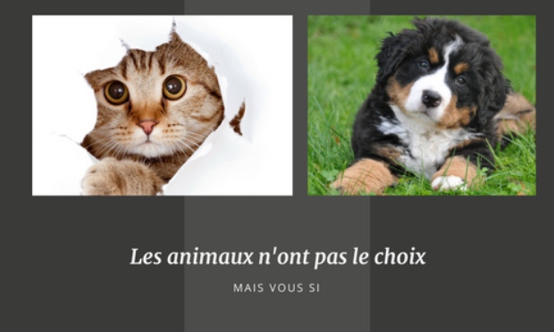 Abandons et maltraitance animale : nous avons besoin de vous tous pour la construction d'un refuge privé