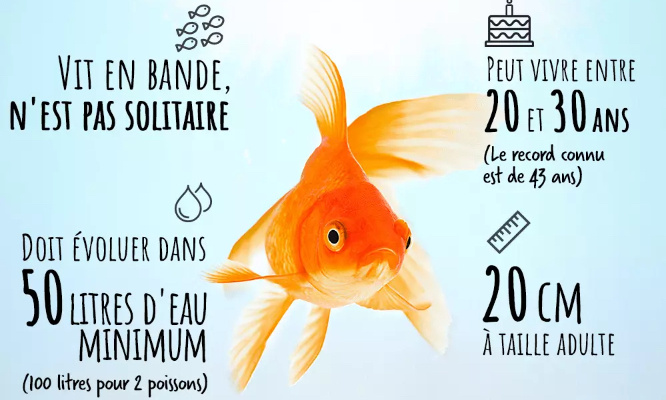 Stop à la maltraitance silencieuse des poissons rouges !