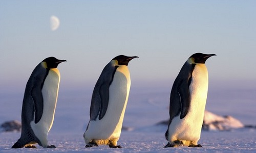 La disparition des manchots dans l'Antarctique