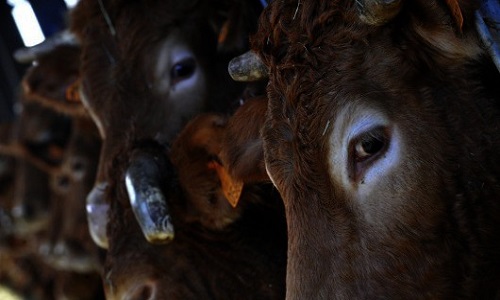 Arrêtez de faire subir cette souffrance terrifiante!