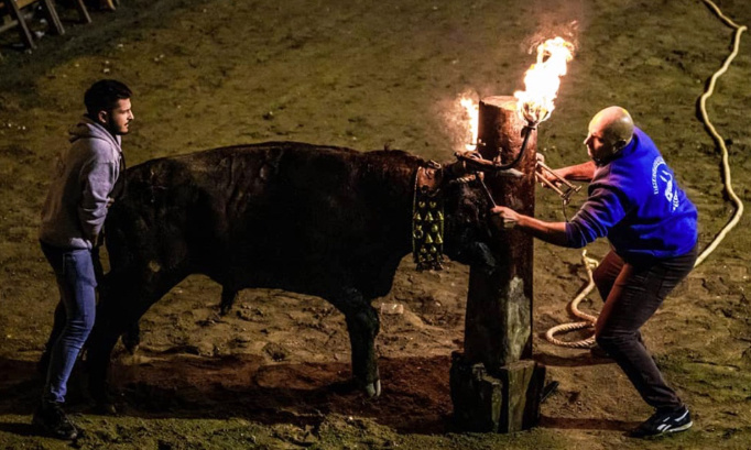 Maltraitance animale : Stop au 'Toro embolado'