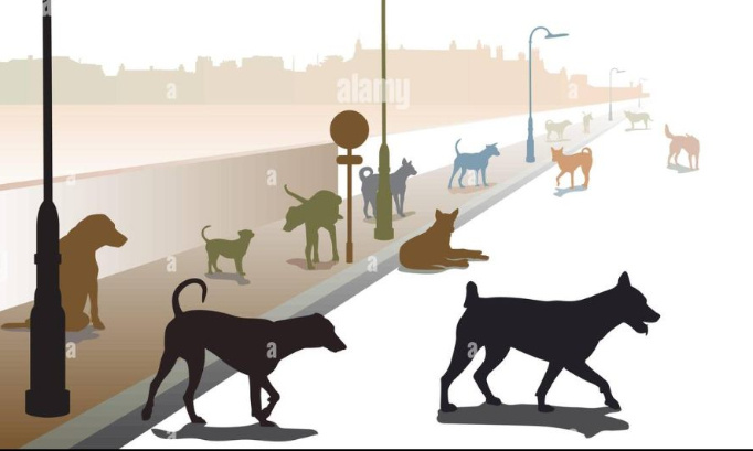 Pour l'instauration d'une loi de protection animale au Portugal ! / For the establishment of an animal protection law in Portugal !