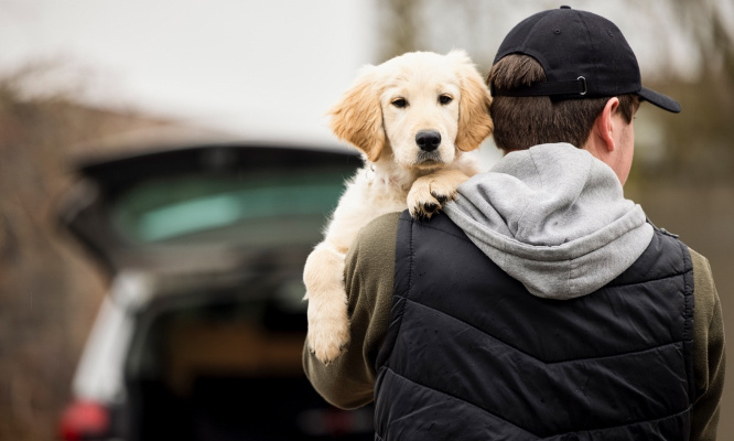 Disparitions inquiétantes d’animaux de compagnie : aidez-nous à ouvrir une enquête !
