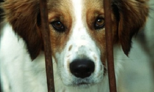 Moins de maltraitance animale