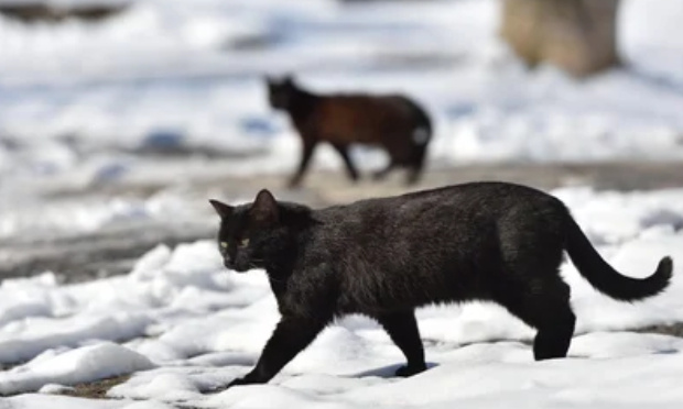 Aidons les chats et les chiens qui passent des hivers à -30° !