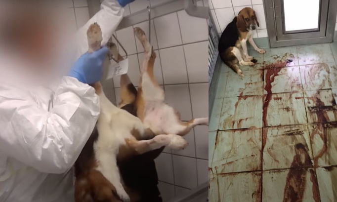 Stop aux expérimentations animales !