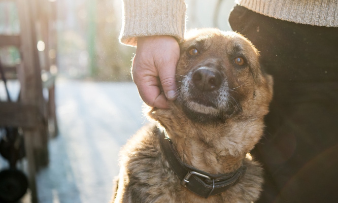 Stop à la vente d'animaux sur les réseaux !